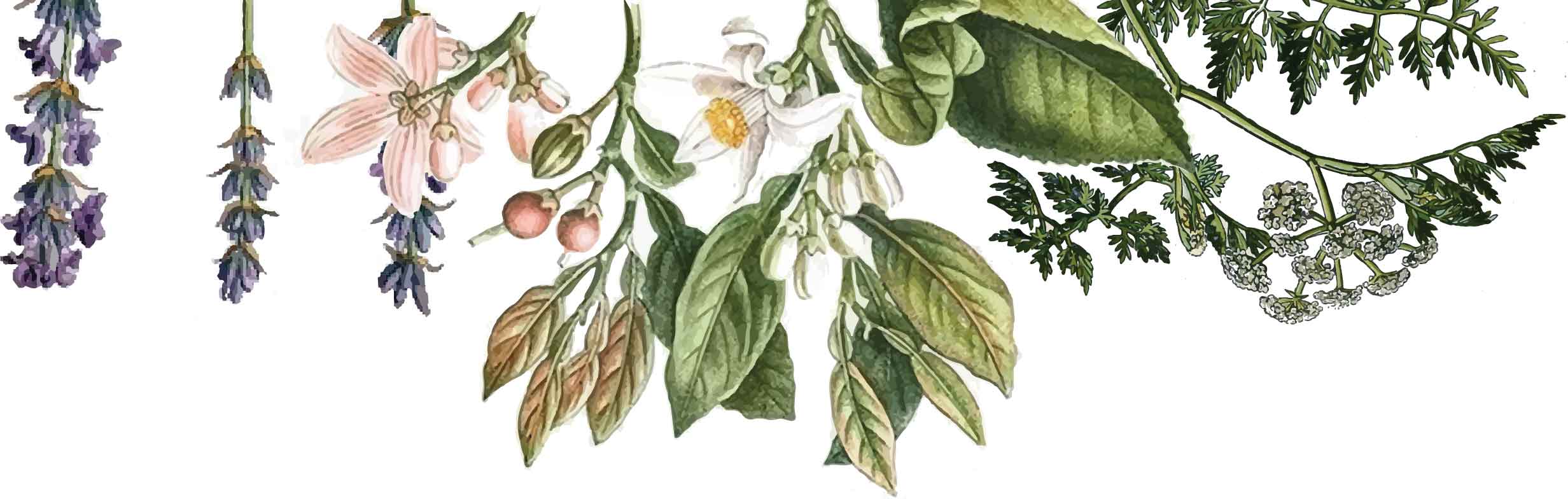 Illustration of various flowers and leaves on a white background